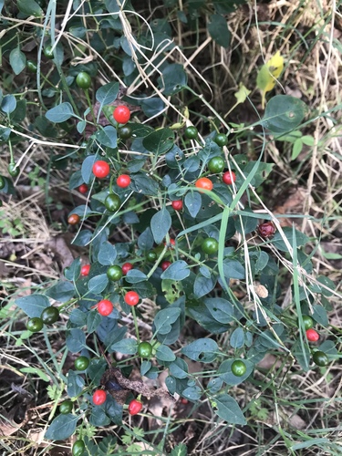 Capsicum annuum