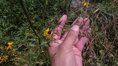 Ratibida coahuilensis