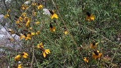 Ratibida coahuilensis