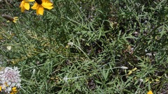 Ratibida coahuilensis