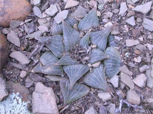 Haworthia magnifica Poelln. 4