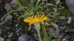 Heterotheca mucronata