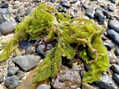 Caulerpa flexilis