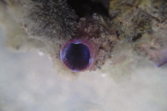 Styelidae