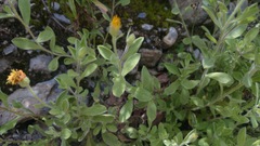 Heterotheca mucronata