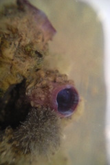 Styelidae