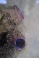 Styelidae