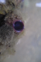 Styelidae