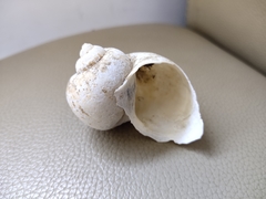 Pomacea canaliculata