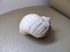 Pomacea canaliculata