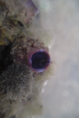 Styelidae