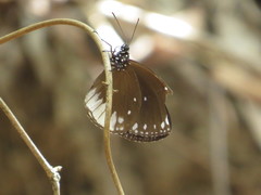 Euploea darchia