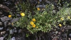 Heterotheca mucronata