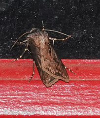 Agrotis obliqua