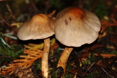 Cortinarius caninus