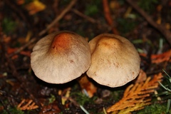 Cortinarius caninus