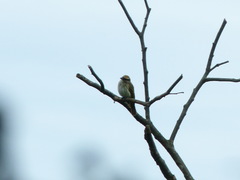 Myiodynastes maculatus