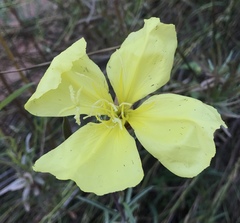 Oenothera longissima