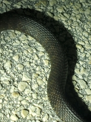 Nerodia fasciata × clarkii