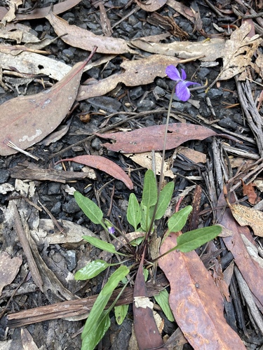 Viola betonicifolia iNat (2)