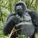 Mountain Gorilla - Photo (c) Ad Konings, some rights reserved (CC BY-NC), uploaded by Ad Konings
