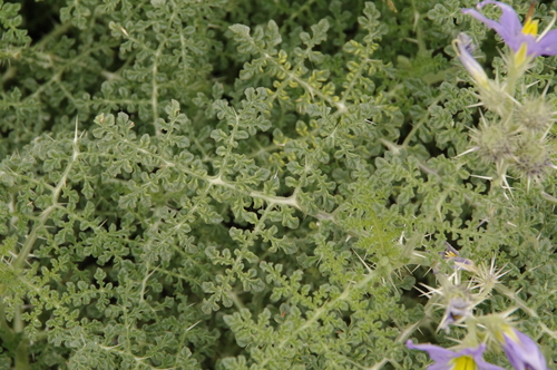 Image of Solanum citrullifolium by (c) Eric Knight, some rights reserved (CC BY)