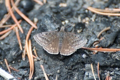 Erynnis persius
