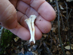 Cantharellus insignis