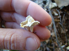 Cantharellus insignis