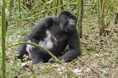 Gorilla beringei beringei