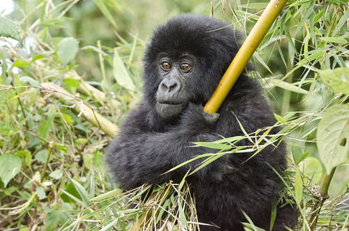 Eastern Gorilla, Rwanda, photo 9 of 10