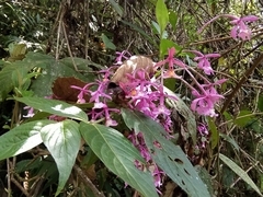 Epidendrum laeve