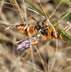 Polistes dorsalis dorsalis