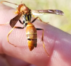Polistes dorsalis dorsalis