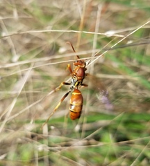 Polistes dorsalis dorsalis