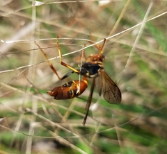 Polistes dorsalis dorsalis
