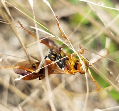 Polistes dorsalis dorsalis