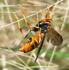 Polistes dorsalis dorsalis