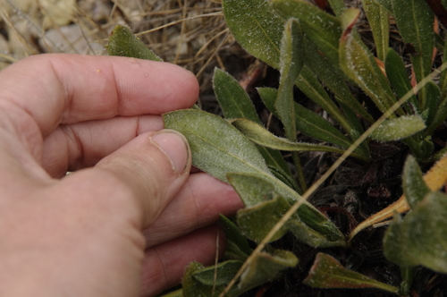 Image of Eriogonum hieraciifolium by (c) Eric Knight, some rights reserved (CC BY)
