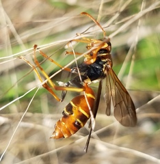 Polistes dorsalis dorsalis