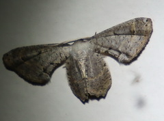 Phazaca leucocephala