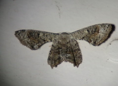 Phazaca leucocephala