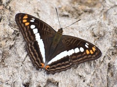 Adelpha alala