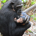 Simpanssit - Photo (c) Ad Konings, osa oikeuksista pidätetään (CC BY-NC), lähettänyt Ad Konings