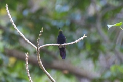 Anthracothorax dominicus