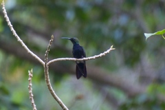 Anthracothorax dominicus