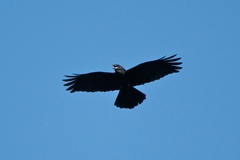 Corvus leucognaphalus