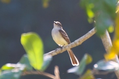 Myiarchus stolidus
