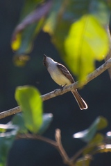Myiarchus stolidus