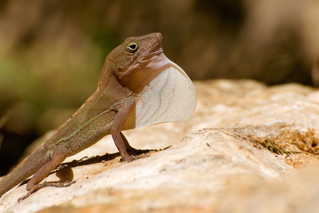 Anole Annals - Your Source For The Latest On Anolis Lizards.